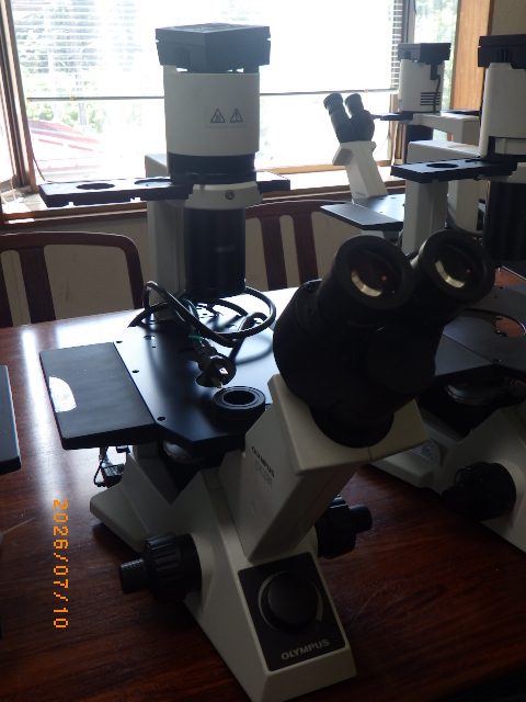 Microscope CKX31 Olympus